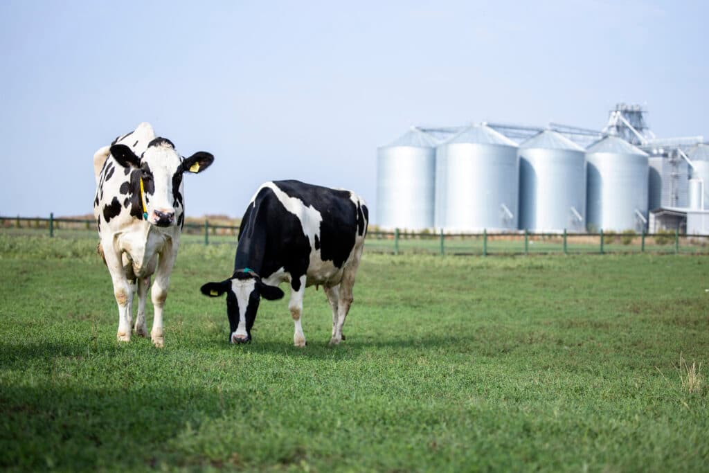 Cattle Feed Pellet Line